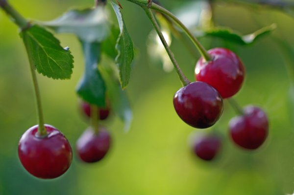 Летние фрукты и ягоды