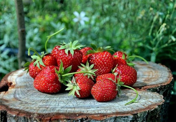 Клубника Коррадо