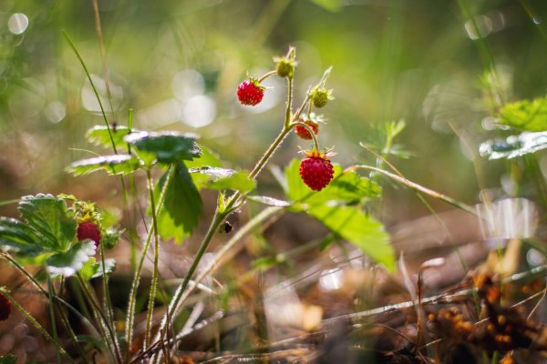 Лето фрукты ягоды