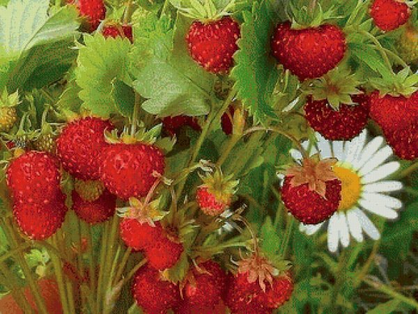 Летние цветы и ягоды