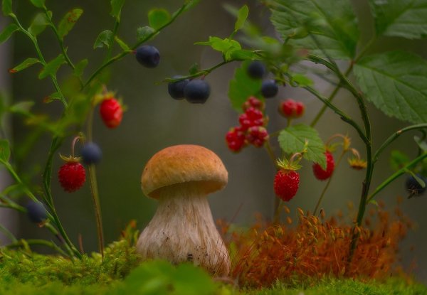 Ракша Земляничная Поляна