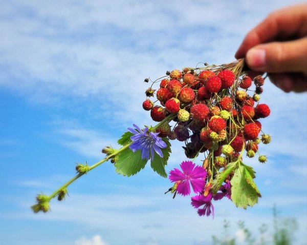 Летние картинки на рабочий стол