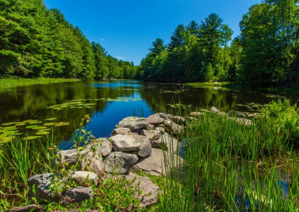 Летняя природа