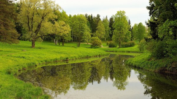 Березовая роща Тутаев