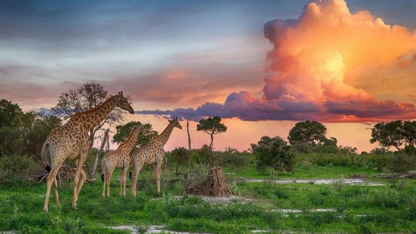 ЮАР Саванна