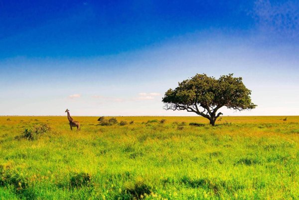 Луга Танзании Африки