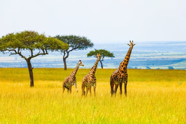 Африка фото