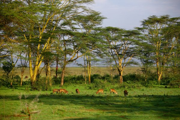 Кения Саванна