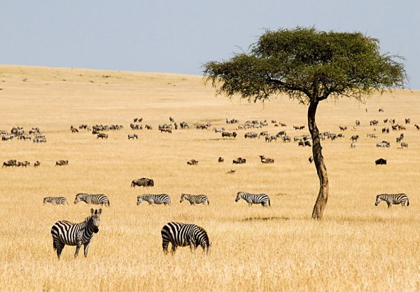 Масаи Мара национальный парк