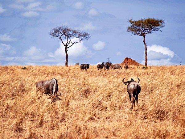 Сафари Серенгети Танзания