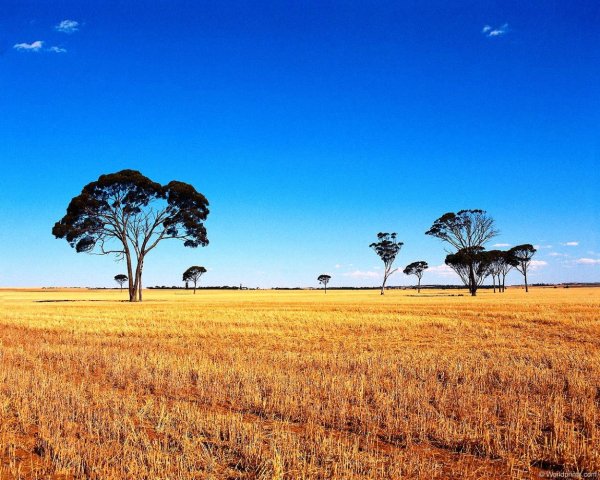 Саванны Австралии