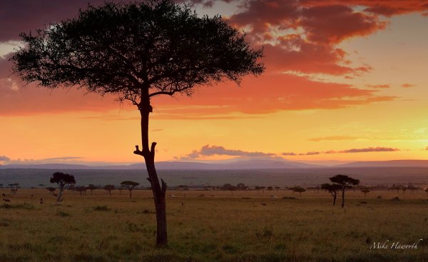 Танзания Саванна Масаи