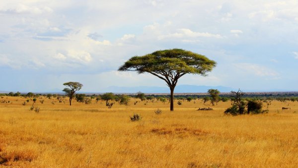 Растительный мир саванны