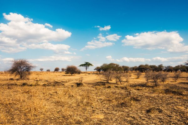 Саванны и редколесья Австралии