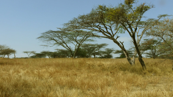 Саванны и редколесья Северной Америки
