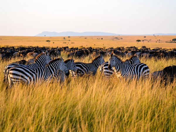 Сафари в Африке