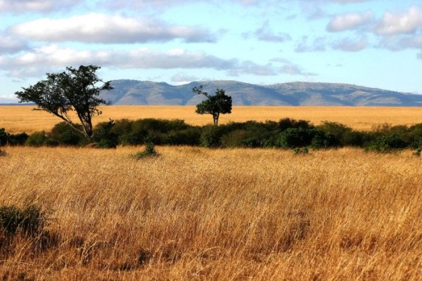 ЮАР Саванна