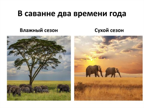 Сезоны в саванне