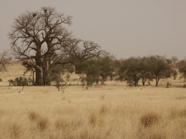 Опустыненные саванны Африки