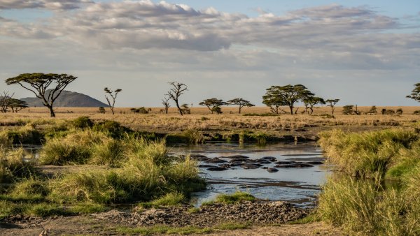 Национальный парк Серенгети, Танзания, Африка