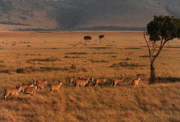 Кения, заповедник Масаи-Мара