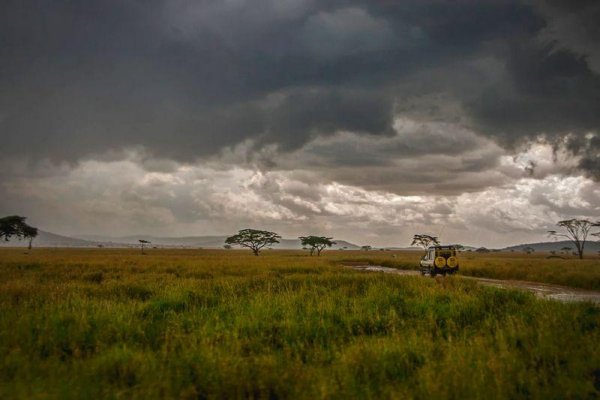 Дождь в саванне