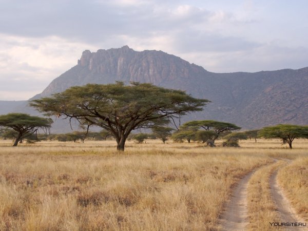 Кения Саванна