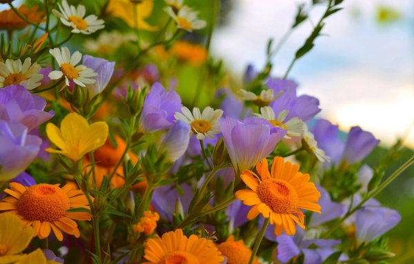 Июньские цветы