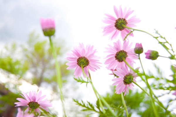 Лето ромашки