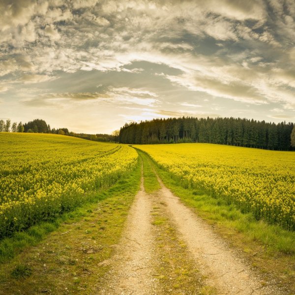 Луга тропа лес