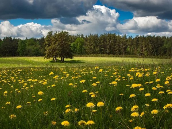 Родные просторы Пушгоры панорама