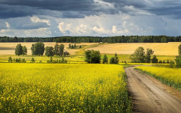 Россия природа поля лес