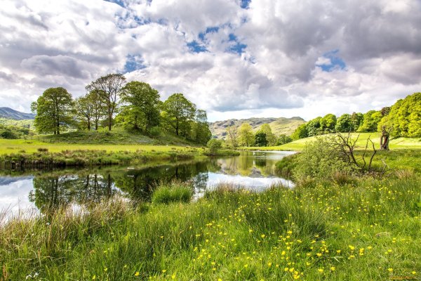 Летняя природа