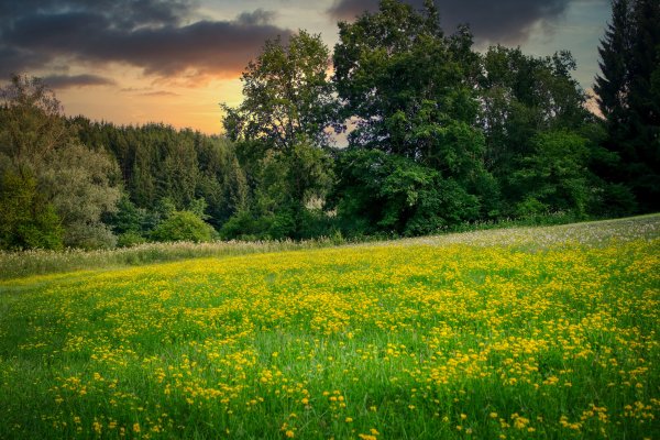 Природа поле