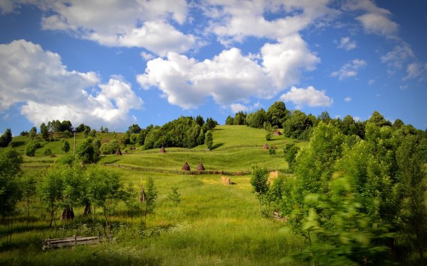 Лето деревня луг