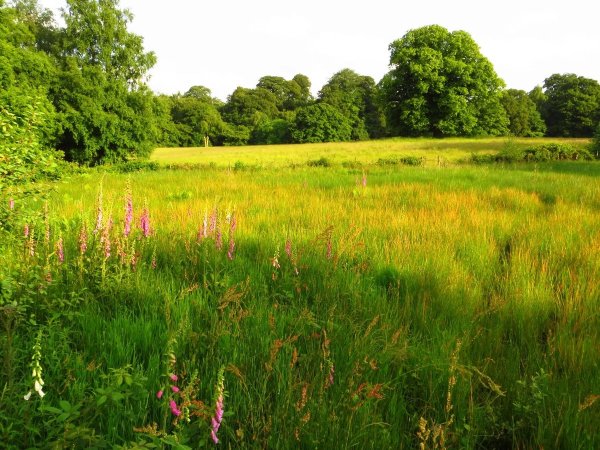 Ромашковое поле и дорога