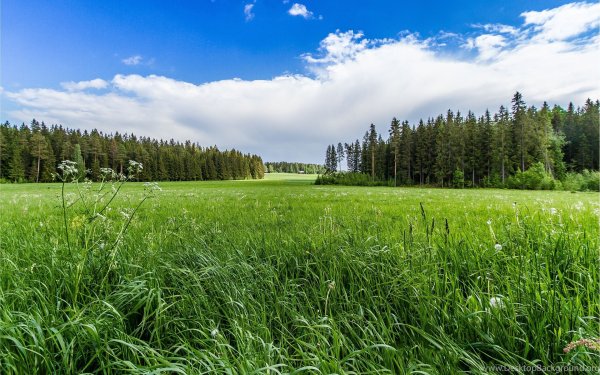 Красивый луг