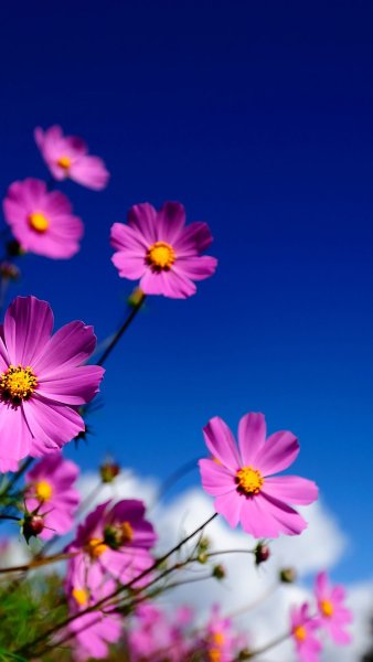 Летние цветы вертикальный