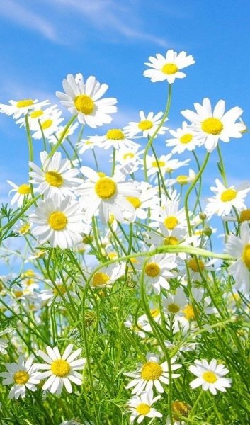 Ромашки на голубом