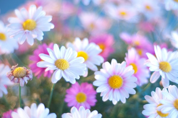 Красивые летние цветочки