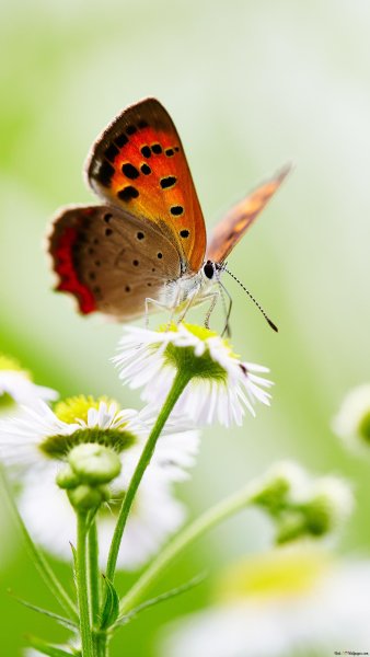 Оранжевые полевые цветы