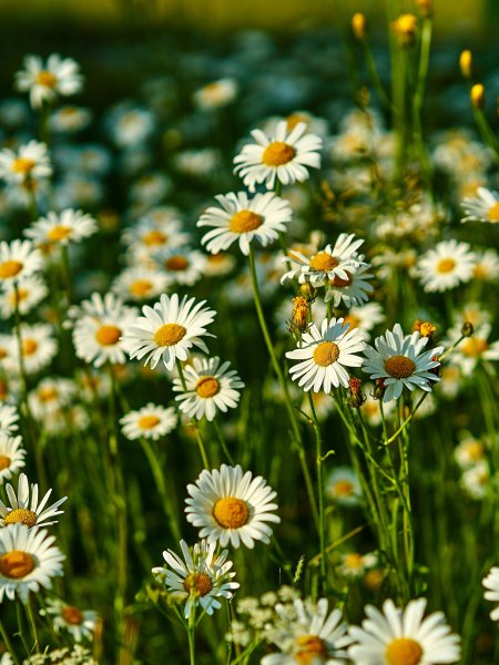 Фотообои вертикальные природа