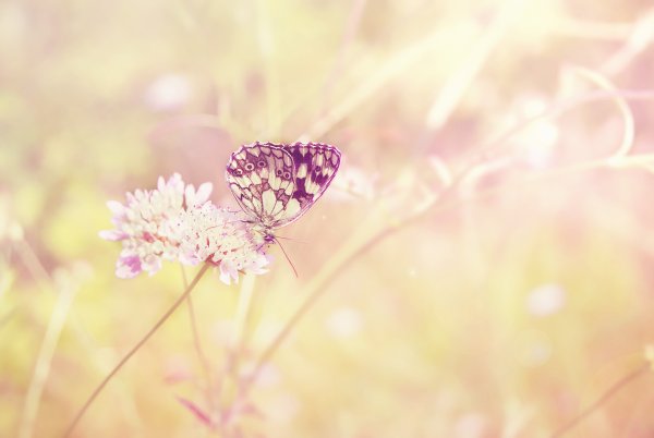 Нежный цветок