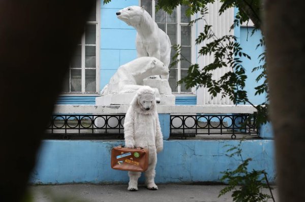 Белые медведи в Мурманске