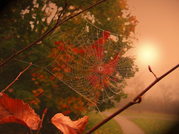 Осень паутинка