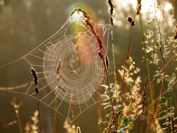 Паутина в лесу