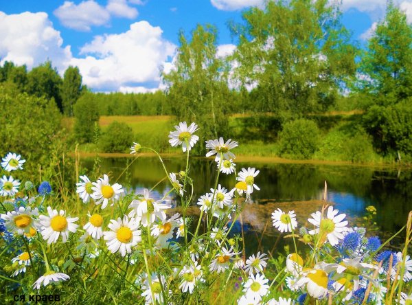 Ромашки на лугу