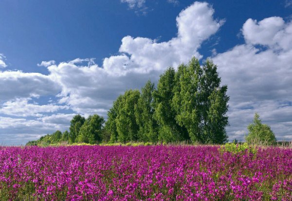 Поля Луга Удмуртии