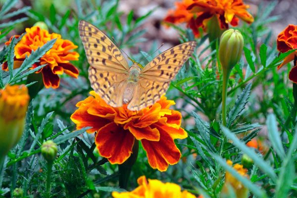 Природный парк Куркино люпиновое поле