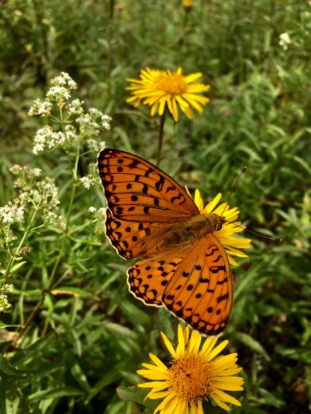 Времена года лето